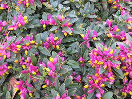 Image result for Polygala sphenoptera