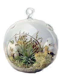 Pin By Patience Rose On Plant Png Air Plant Terrarium Air Plants Terrarium