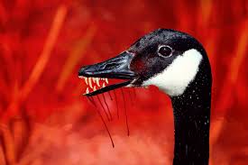 Последние твиты от canada goose (@canadagoose). How To Survive A Goose Attack With Your Dignity