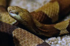 The cost is the same as a shed snake skin evaluation. Your Yard May Be Hosting A Feast For Copperheads Every Night