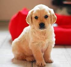 Top 30 Dog Adoption Centres In Mumbai Best Dog Adoption Centers Justdial Adopt love, change a life.