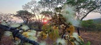 Image result for Albizia antunesiana