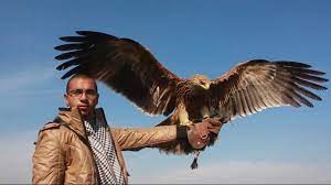We did not find results for: Imperial Eagle Training Slow Motion Youtube