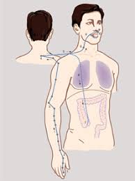 The lung meridian also represents the oxygen content of the body, is associated with the skin and shows reactions if allergies and heavy metal toxicity it runs through the diaphragm and connects with the large intestines in the abdomen. Release Negative Energy With These Large Intestine Meridian Exercises