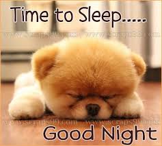Awesome Goodnight Images Google Search Boo The Dog Cute Good Night Sleep Funny Collect, curate and comment on your files. boo the dog cute good night