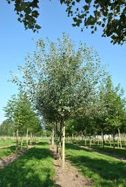 Image result for Populus ×  canescens