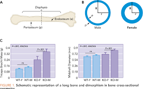 Diagram with articular cartilage, marrow, spongy bone, medullary cavity, endosteum, diaphysis, and periosteum. Figure 1 From Aging And The Muscle Bone Relationship Semantic Scholar