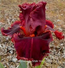 Pin On Iris Obsession