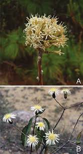 Image result for Pleiotaxis argentea