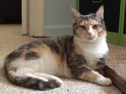 Adopt Amber On Petfinder Adoption Calico Cat Kittens