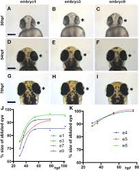 Sophie brown hace un año. Compensatory Growth Renders Tcf7l1a Dispensable For Eye Formation Despite Its Requirement In Eye Field Specification Elife