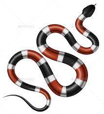 Coral Snake Snake Illustration Snake Drawing Coral Snake