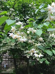 Pollinators adore the tiny blooms of sweet alyssum; Flowering Trees For Home Gardens 21 Beautiful Choices