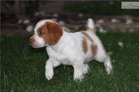 Pin On Puppies
