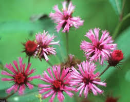 Image result for Vernonia najas