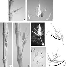 Image result for Schmidtia pappophoroides