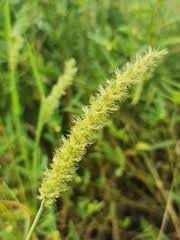 Image result for Cenchrus biflorus