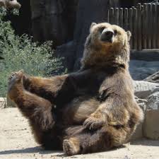 Rezervatia de ursi zarnesti ticket price, hours, address and reviews. Sanctuarul De UrÈ™i Libearty O AlternativÄƒ PrietenoasÄƒ A GrÄƒdinilor Zoo