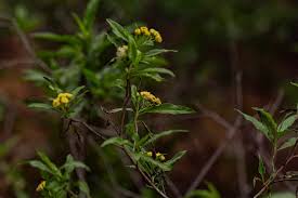 Image result for Psiadia punctulata