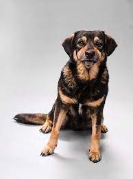 No dog feces, no disputes, what a good solution! As City Reaches No Kill Free Roaming Dogs Still Trouble Neighborhoods News Etc San Antonio San Antonio Current