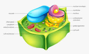 Maybe you would like to learn more about one of these? Picture Cellulose In Plant Cell Hd Png Download Transparent Png Image Pngitem