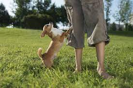 Why Does My Dog Hump Understanding Humping Or Mounting Behavior
