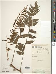 Image result for Lomariopsis hederacea