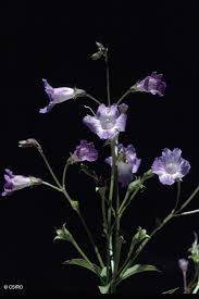 Image result for Duosperma fimbriatum