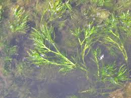 Image result for Najadaceae