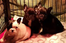 1,609 french bulldog hong kong products are offered for sale by suppliers on alibaba.com, of which other toys & hobbies accounts for 1%, pet apparel there are 12 suppliers who sells french bulldog hong kong on alibaba.com, mainly located in asia. French Bulldog Sale Hong Kong French Bulldog Pup Buy Puppy French Bulldog Breeders French Bulldog Dogs Breed French Bulldog Dogs For Adoption