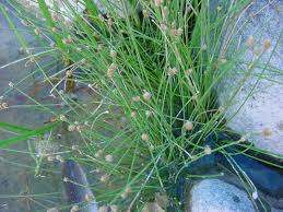 Image result for Eleocharis geniculata