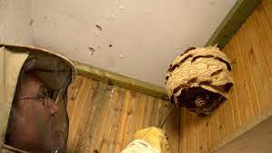 Jun 27, 2021 · nervende wespen: Keine Angst Vor Wespen Ndr De Fernsehen Sendungen A Z Naturnah