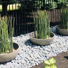 15 X Horsetail Reed Bamboo Looking Zen Garden Pond Plants 15 Inches Tall Pond Plants Bamboo Garden Plants