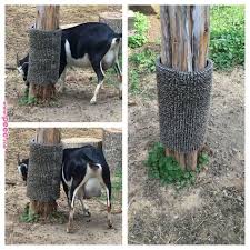 Only Thing I 39 Ve Ever Made For My Goats That They Actually Use Plastic Grass Mat Wrapped Around Post Held In Plac Goat Playground Goat Farming Goat Toys