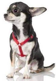 When A Chihuahua Is Acting Aggressive Immediate Steps To Take