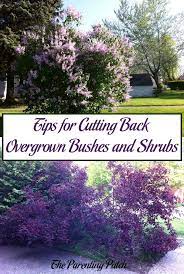 Very fastest modern hedge cutting technology, roadside grass cutting machine 2021 part 2: Tips For Cutting Back Overgrown Bushes And Shrubs Parenting Patch