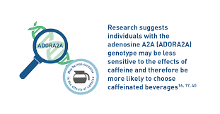 Caffeine And Metabolism Coffee And Health