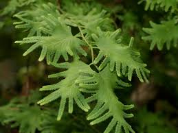 Image result for Lygodium microphyllum