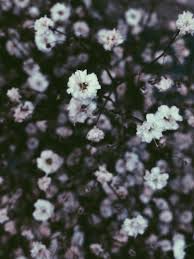 Find the best aesthetic wallpapers on getwallpapers. Aesthetic Flowers Wallpapers Wallpaper Cave