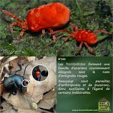 Araignees Rouges Araignees Rouges Araignee Insectes
