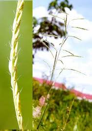 Image result for Eriochloa procera