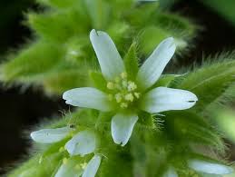 Image result for Cerastium glomeratum