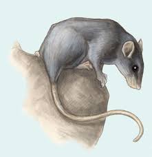 Adw Rattus Rattus Information