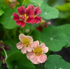 Image result for Nasturtium