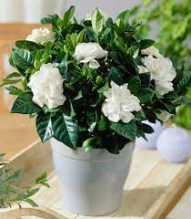 We did not find results for: 17 Best Potted Gardenia Plants Ideas Gardenia Plants Gardenia Plant