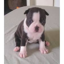 Lancaster puppies has your boston terrier for sale. Sandy S Kennels Boston Terrier Breeder In Lockhart Texas