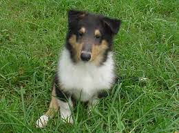Collie Puppies For Sale In Florida Collie Puppies For Sale Rough Collie Puppy Puppies