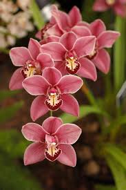 The genus consists of about 50 species and, from these, thousands of hybrids have been bred. Cymbidium Orchid Plants Drone Fest