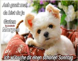 Kostenlose nutzung große bildauswahl kein copyright & keine zuteilung erforderlich. Boris On Twitter Schonen Guten Morgen Liebe Twitter Gemeinde