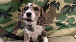 Pet adoption is a poise activity wherein you are sheltering an animal and giving it a completely new life by welcoming with warmth and care. Nashville Shelter Hosting Free Adoption Event For Veterans Military Personnel And Family Wztv